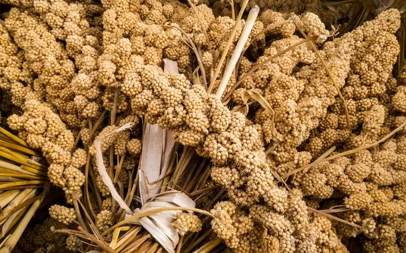 Millet