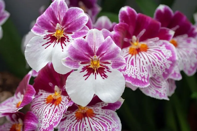 Miltonia (Pansy Orchid)