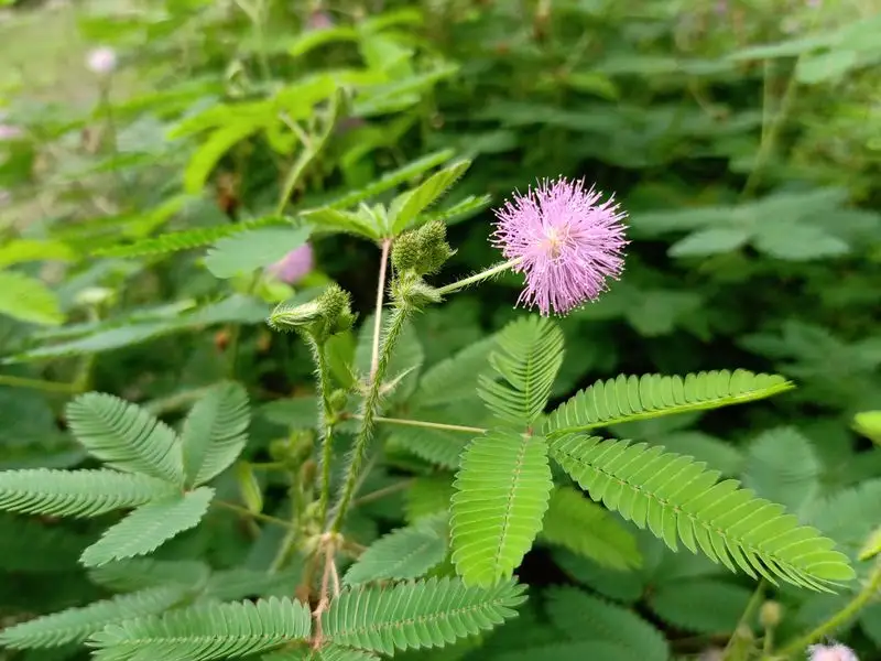 Mimosa Pudica (Sensitive Plant)