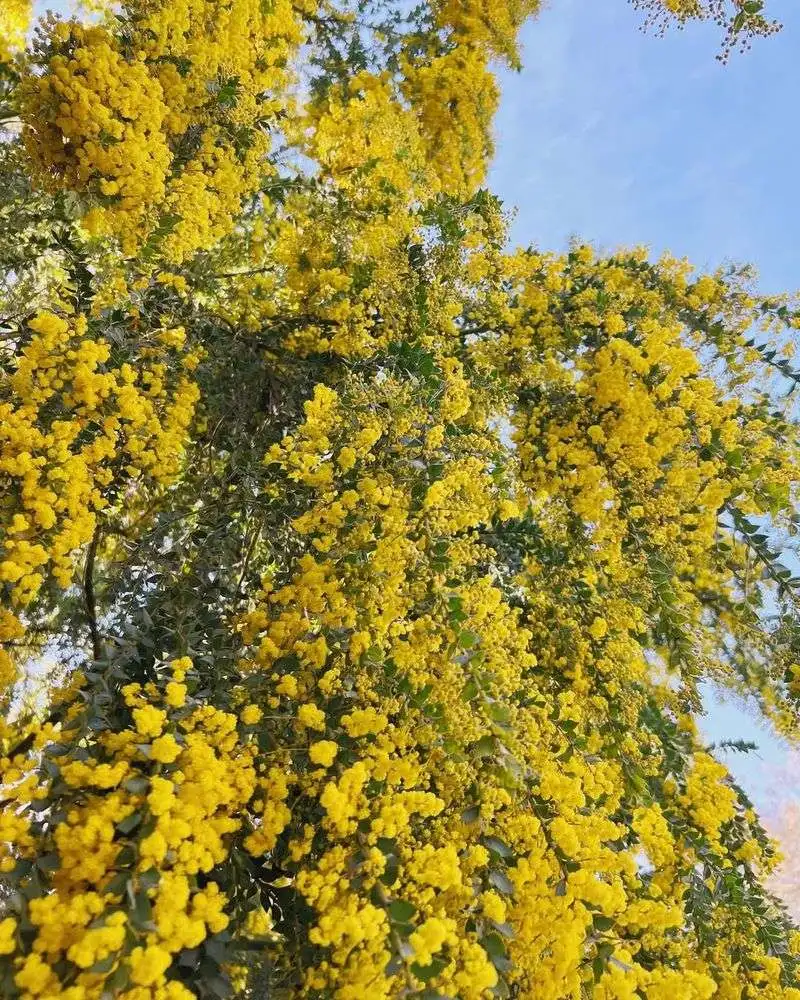 Mimosa