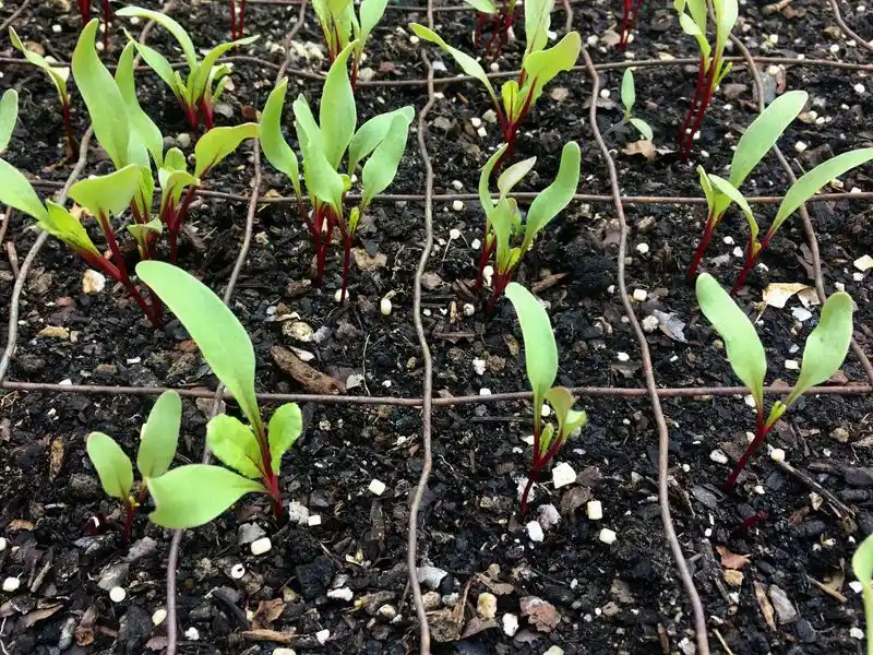 Thin the Seedlings