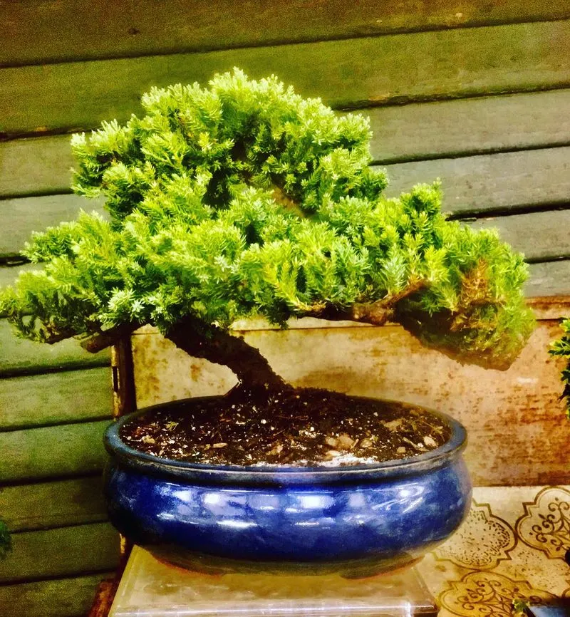Miniature Trees
