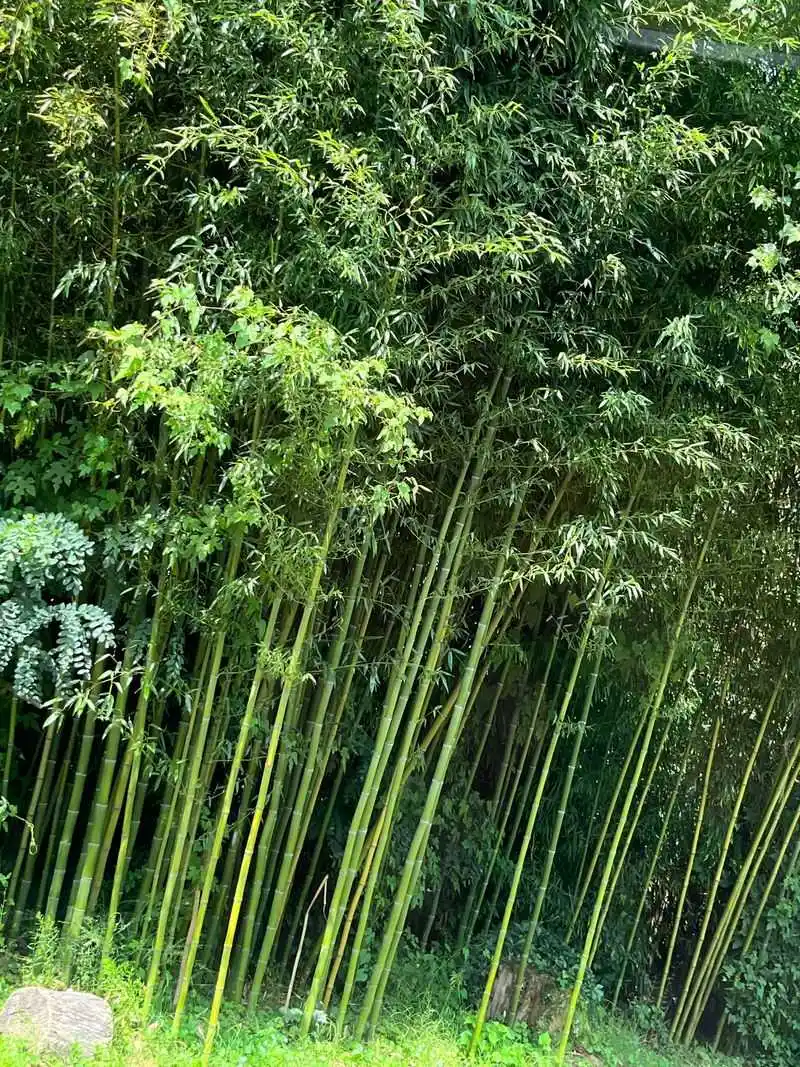 Bamboo