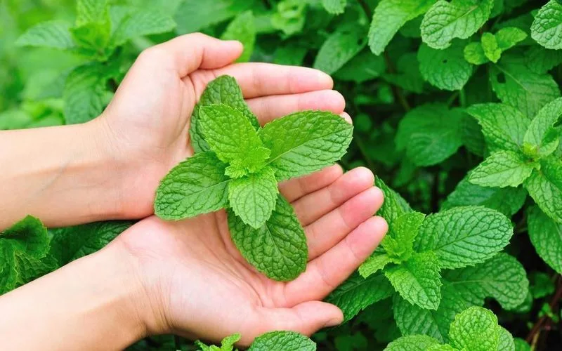 Mint