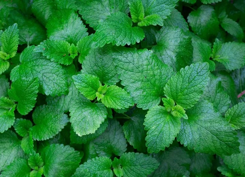 Mint's Secret Language