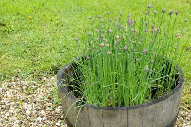 Chives
