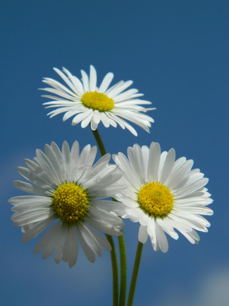 Chamomile