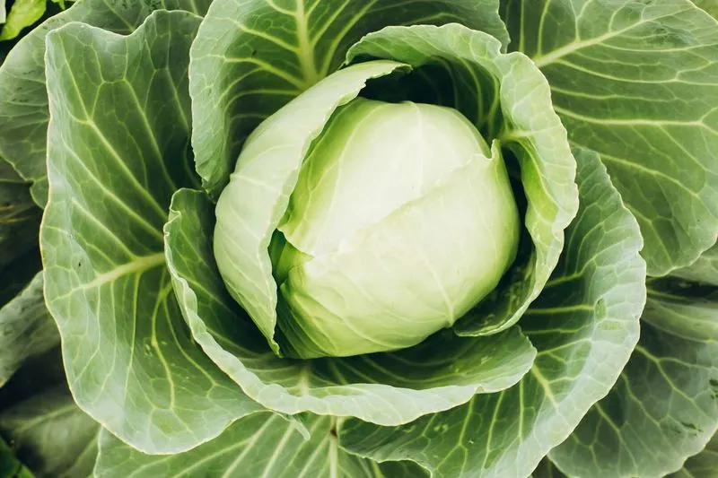Mint and Cabbage