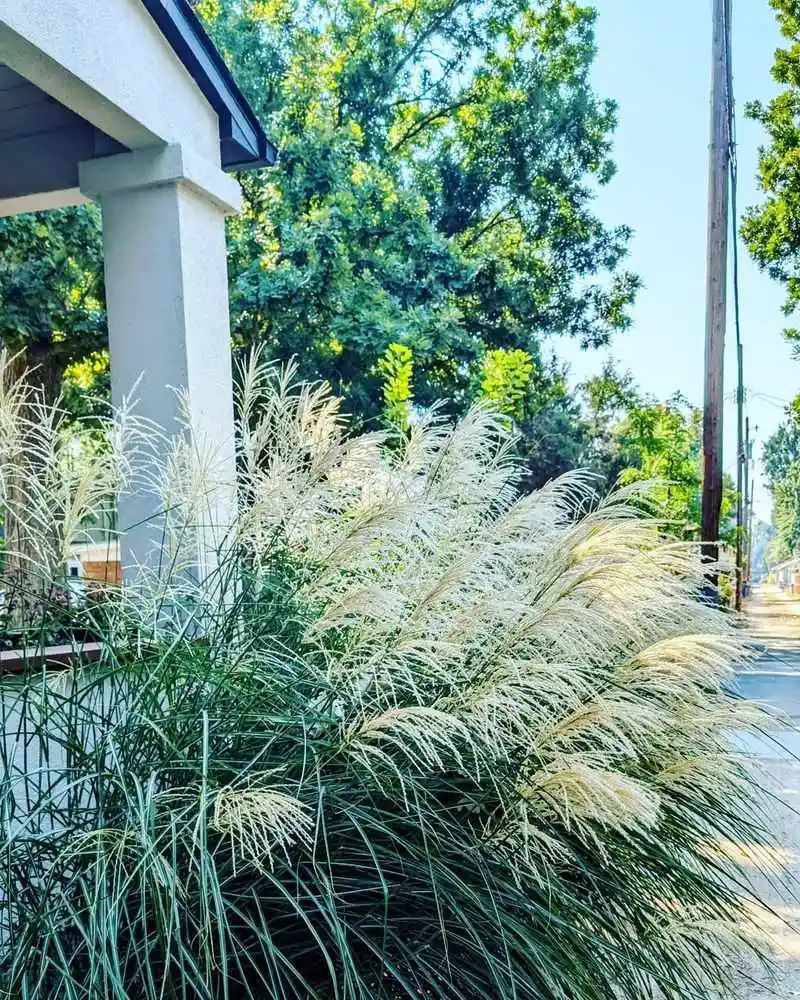 Miscanthus Grass