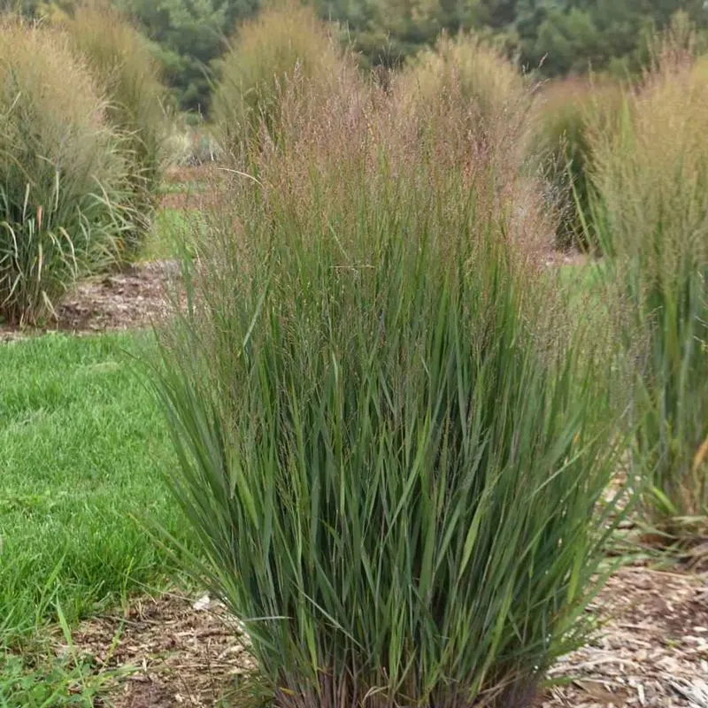 Panicum virgatum (Switchgrass)