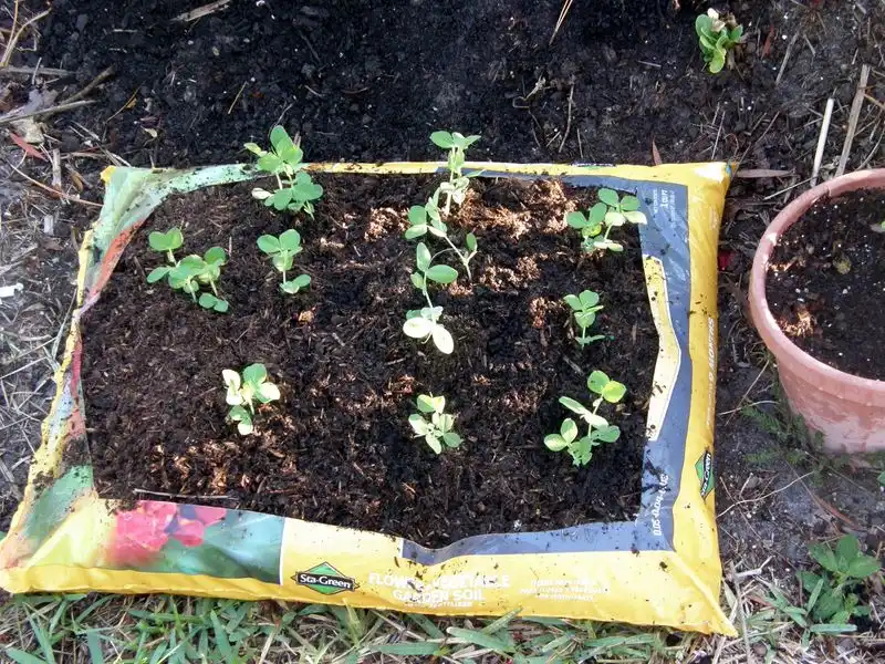 The Shortcut of Bagged Garden Soil