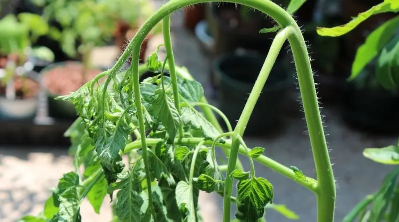 Mistake 1: Overwatering