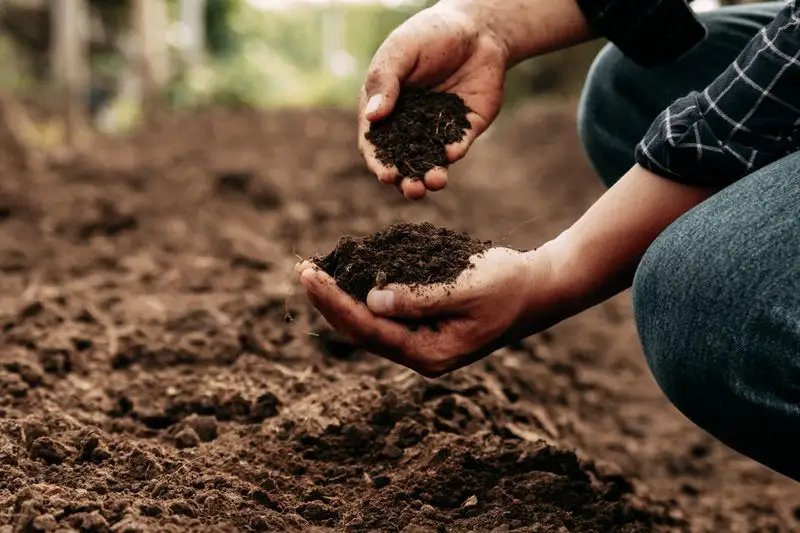 Mistake 2: Ignoring Soil Amendments