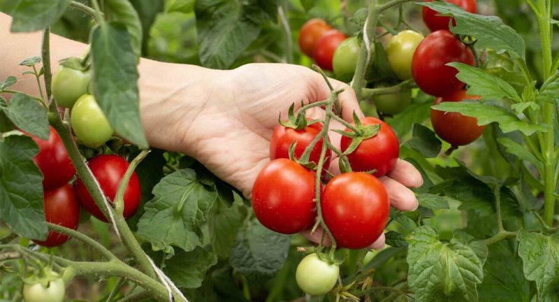 Mistake 3: Ignoring Soil Quality