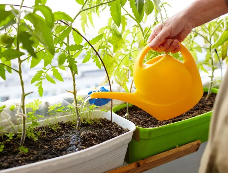 Mistake 3: Inconsistent Watering