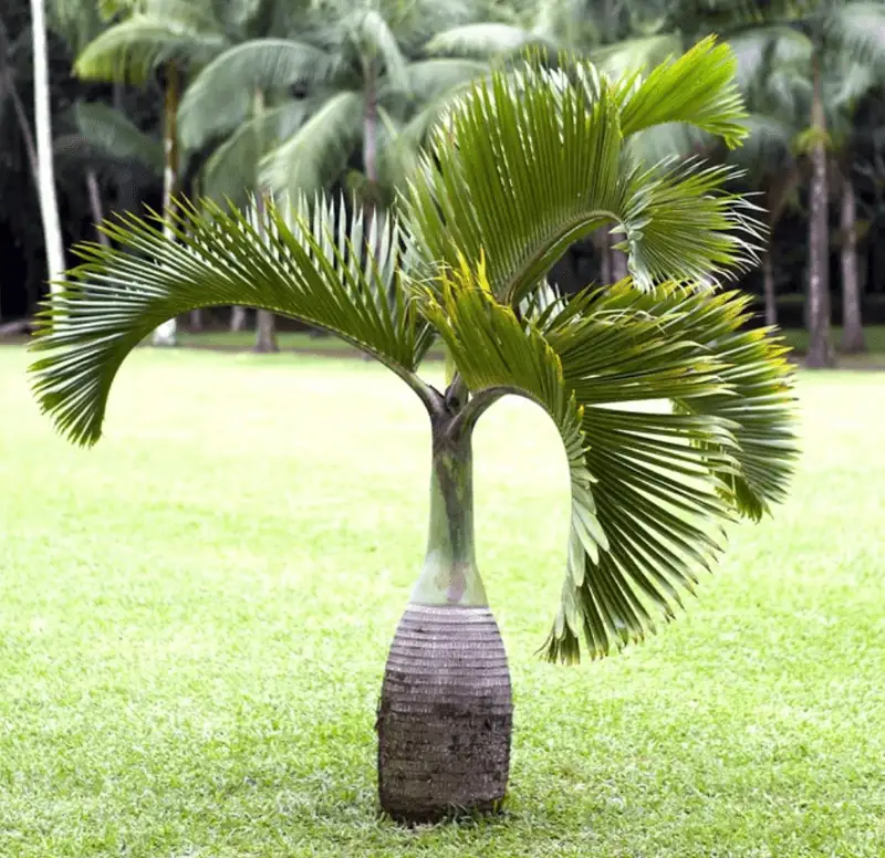 Mistake 4: Incorrect Tree Species