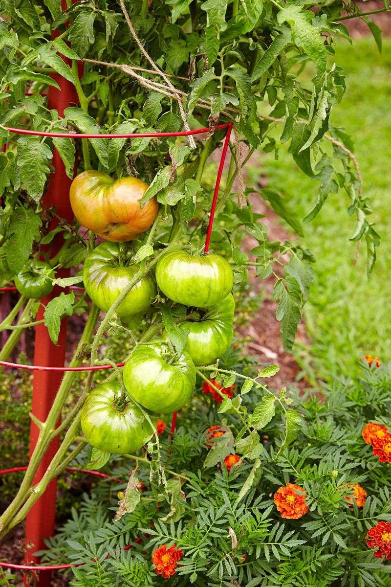 Mistake 4: Wrong Tomato Variety