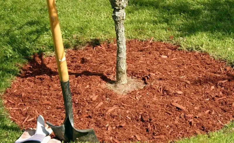 Mistake 5: Lack of Mulching