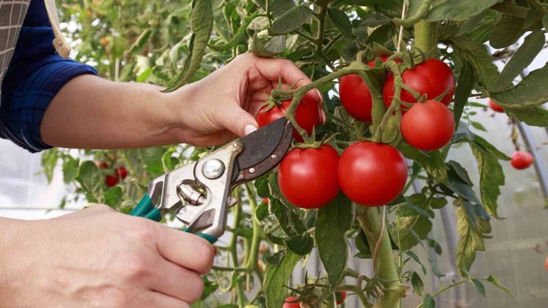 Mistake 5: Neglecting Pruning