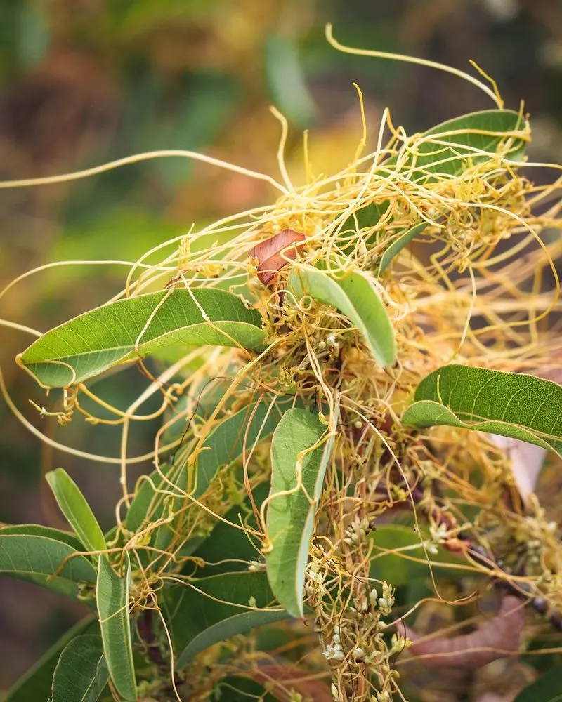 Cuscuta