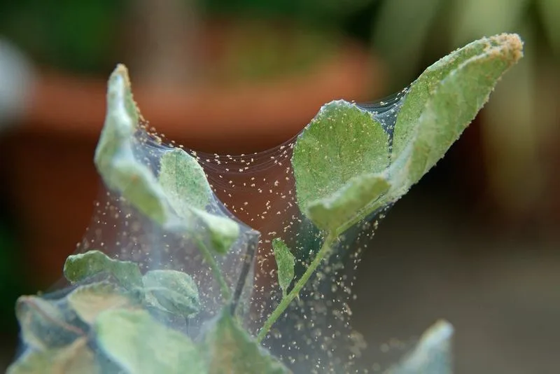 Mite Visibility