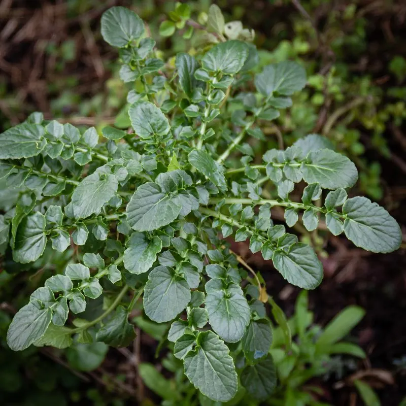 Land Cress