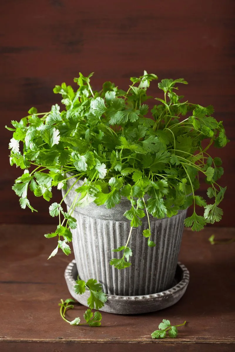 Cilantro
