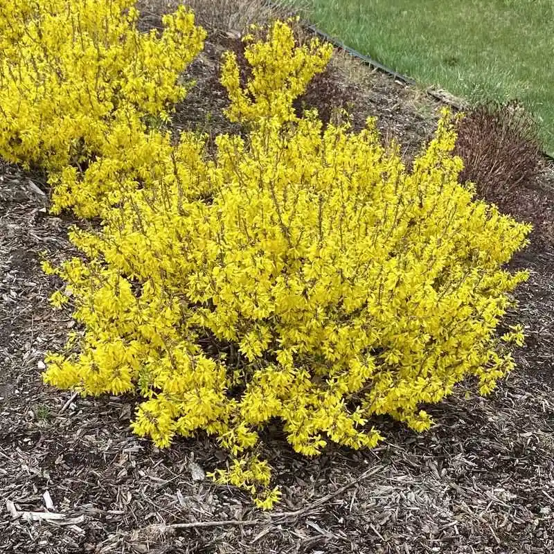 Forsythia