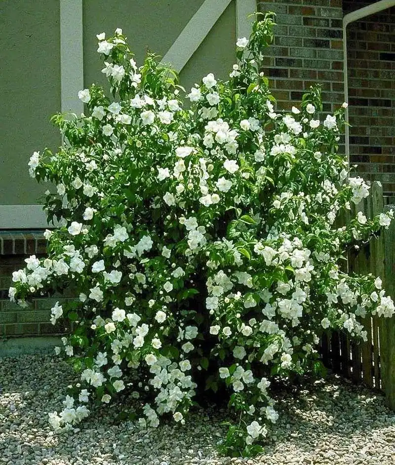 Mock Orange (Philadelphus)