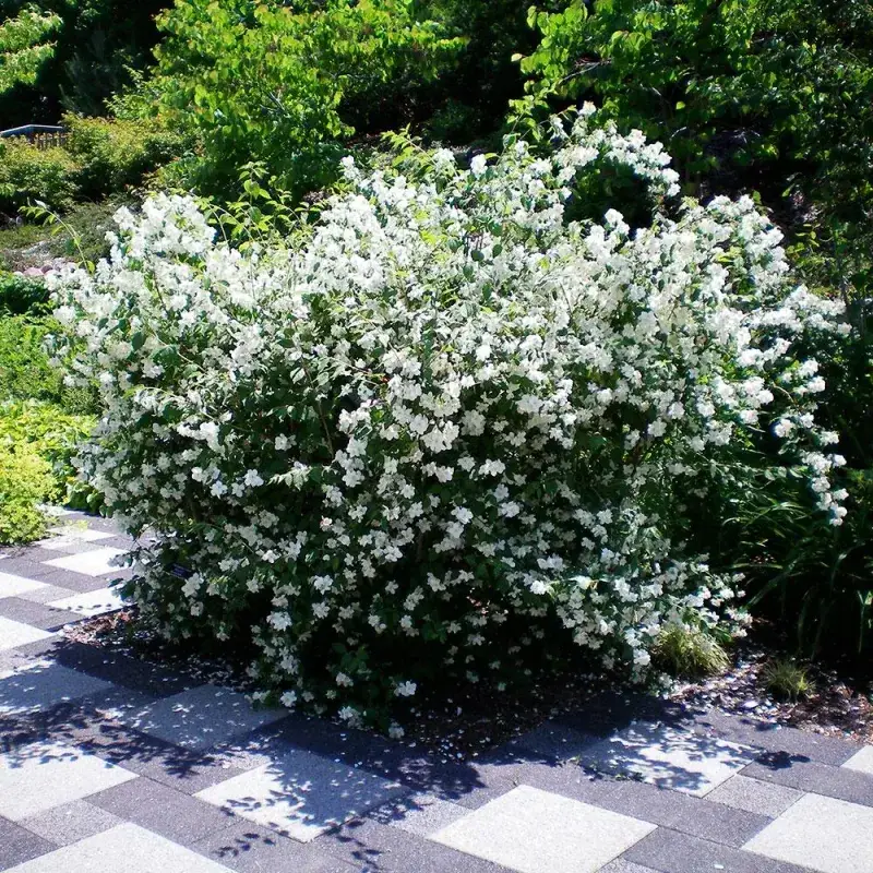Mock Orange