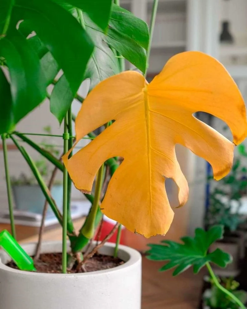 Yellowing Leaves
