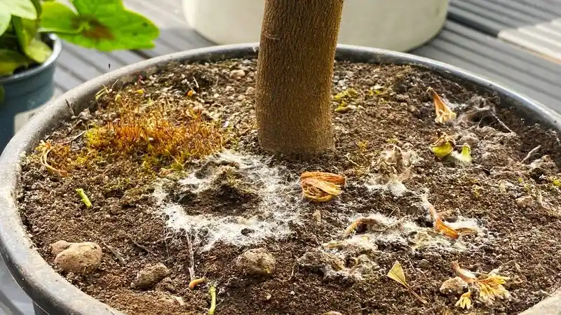 Mold on Soil