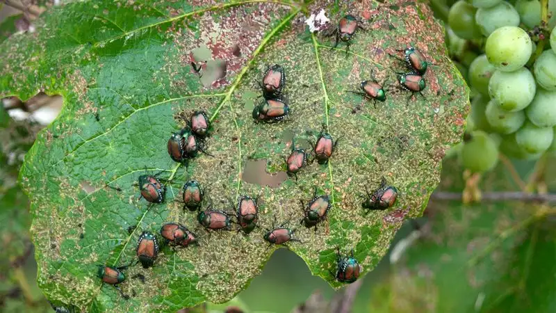 Severe Pest Infestation