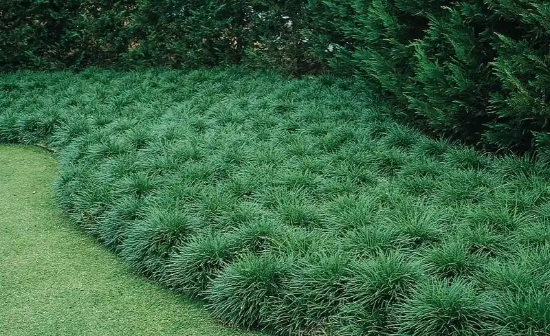 Mondo Grass