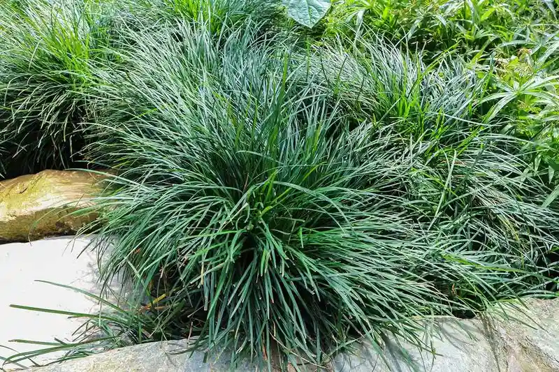 Mondo Grass