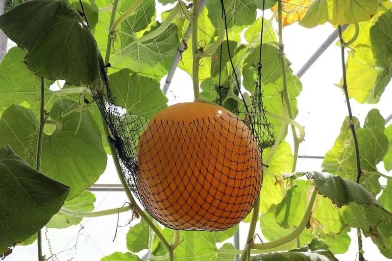 Support Heavy Pumpkins