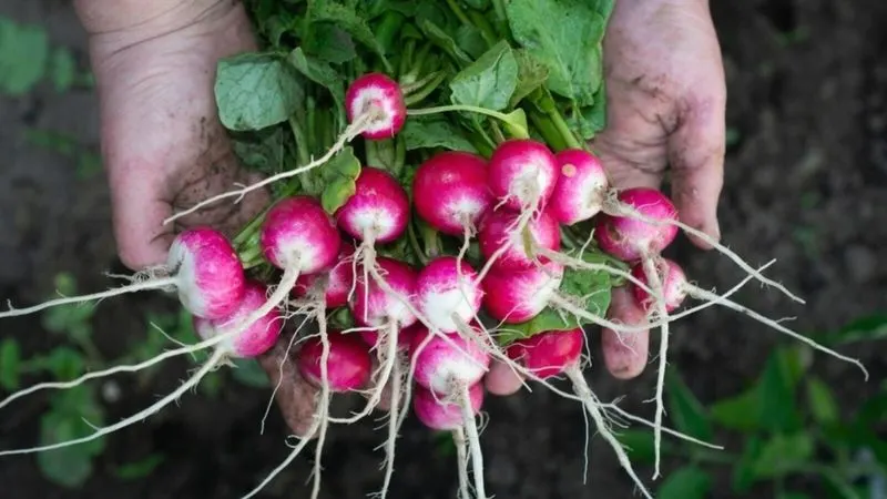 Practice Crop Rotation