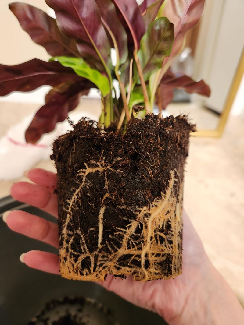 Repot When Necessary
