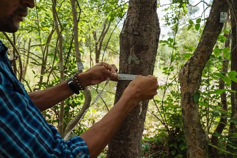 Monitoring Tree Growth