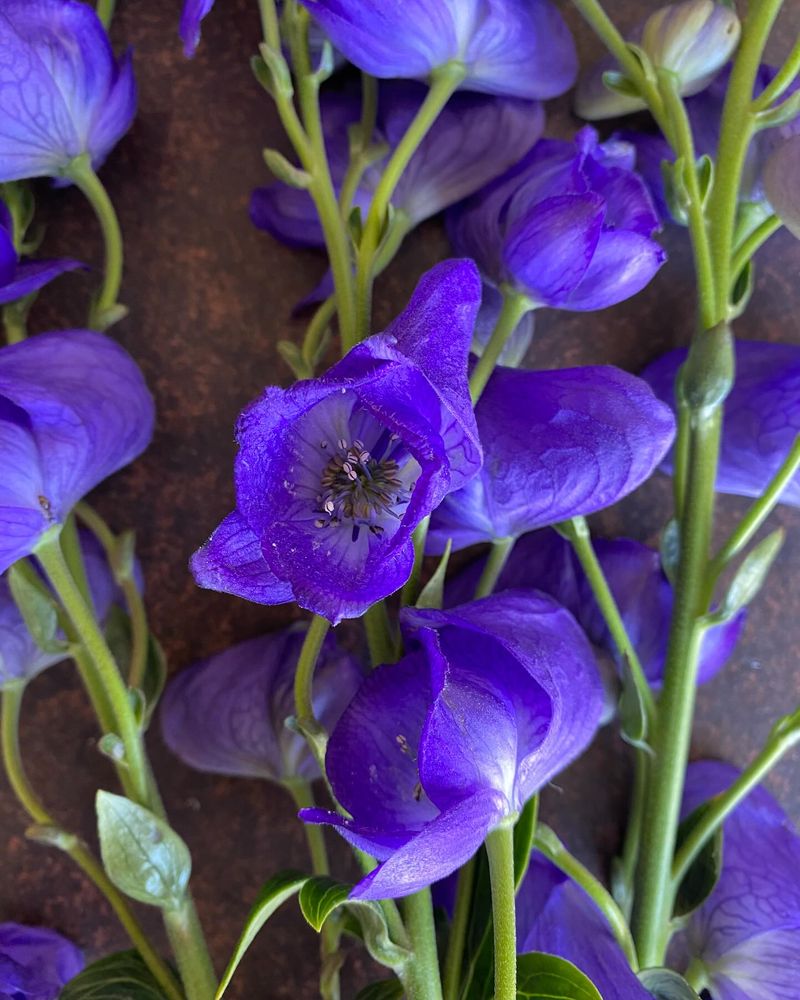 Monkshood