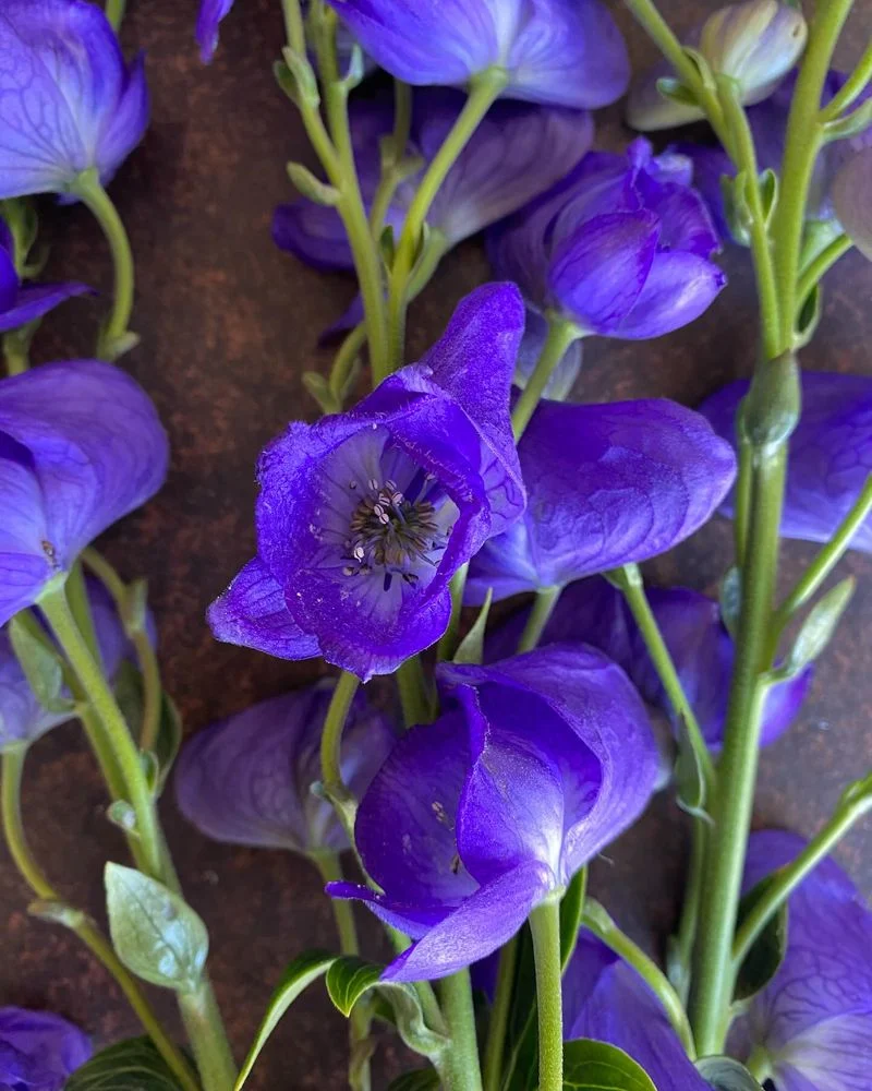 Monkshood