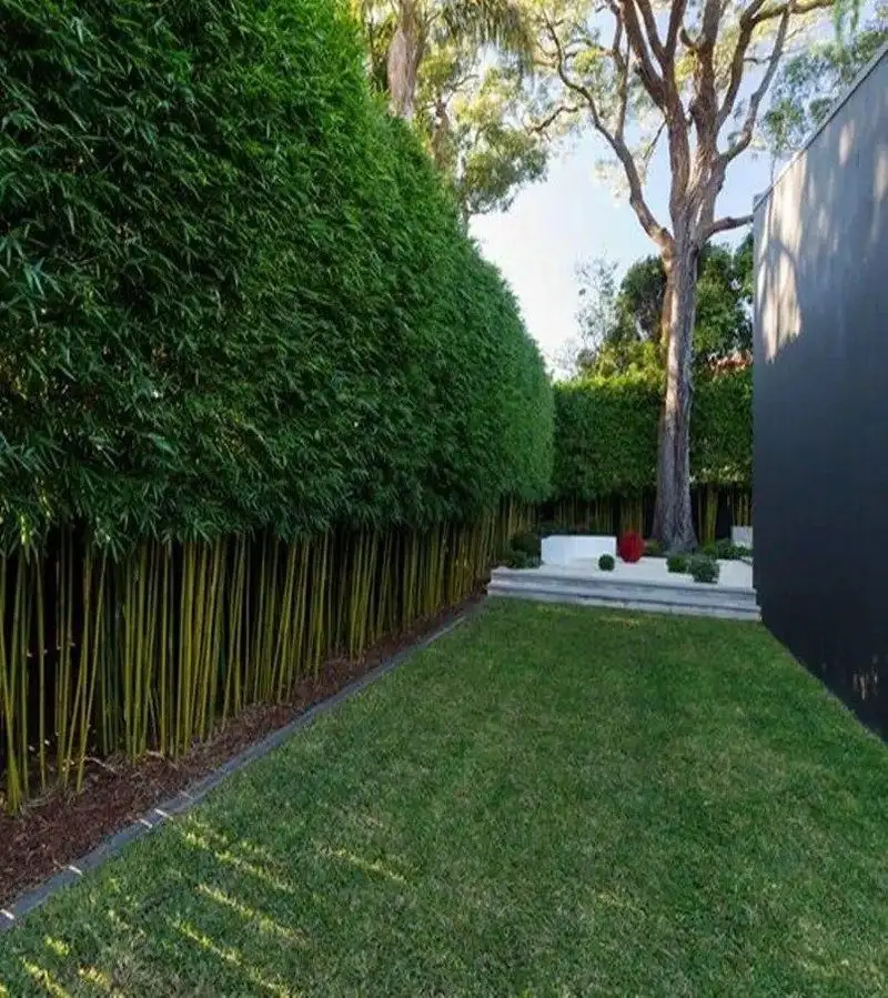 Bamboo Privacy Screen