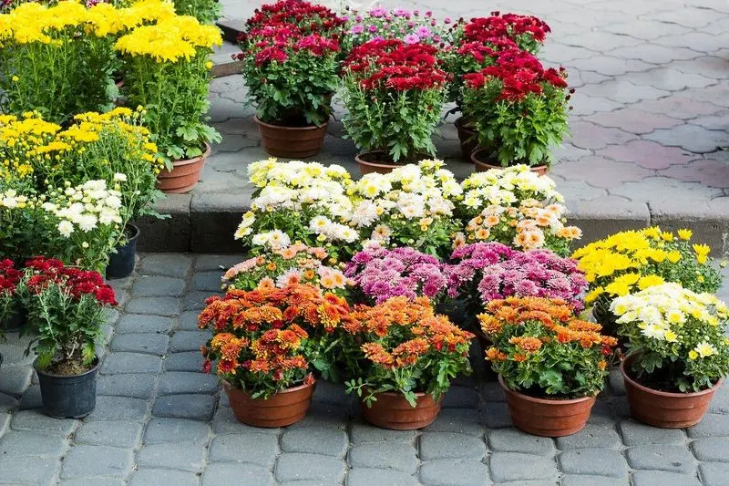 Monoculture Planting