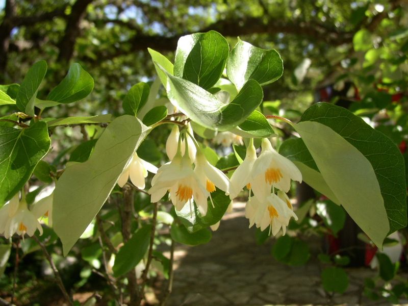 Texas Snowbells