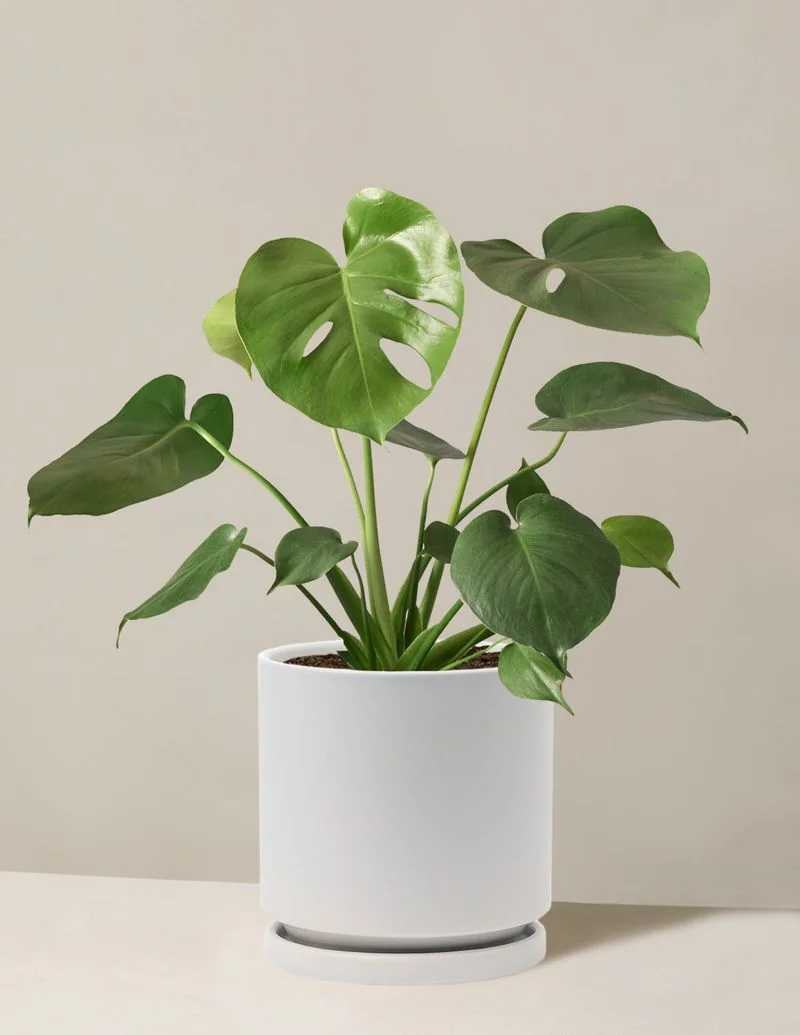 Monstera