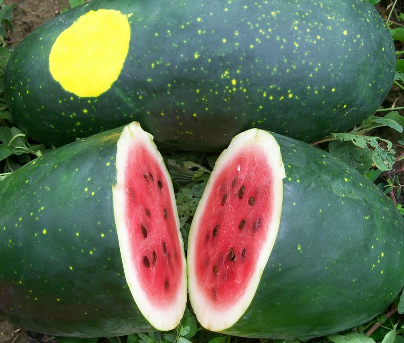 Moon and Stars Watermelon