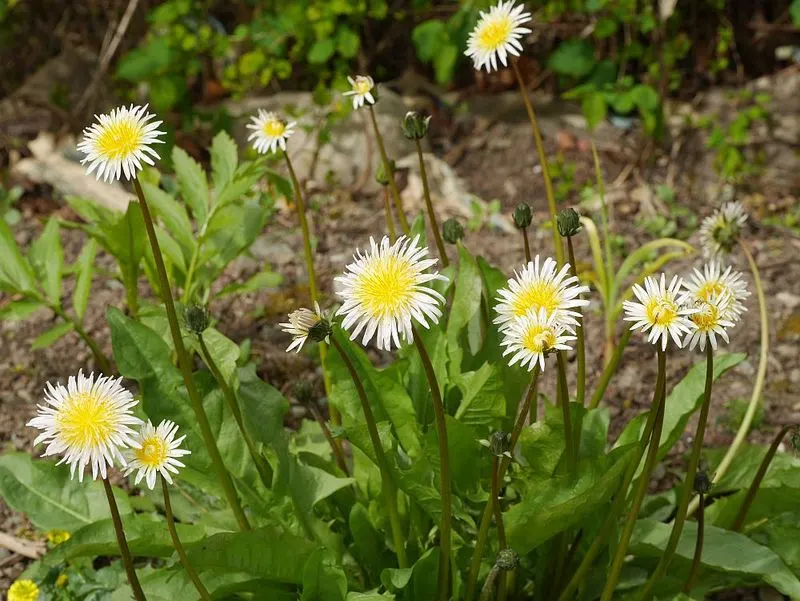 Moonlit Dandelion