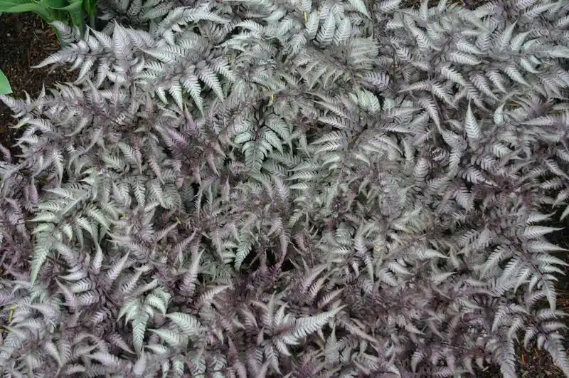 Moonlit Ghost Fern