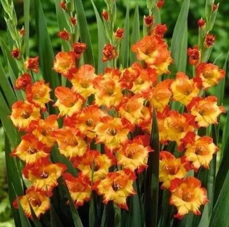 Plant a Gladiolus Memory Garden