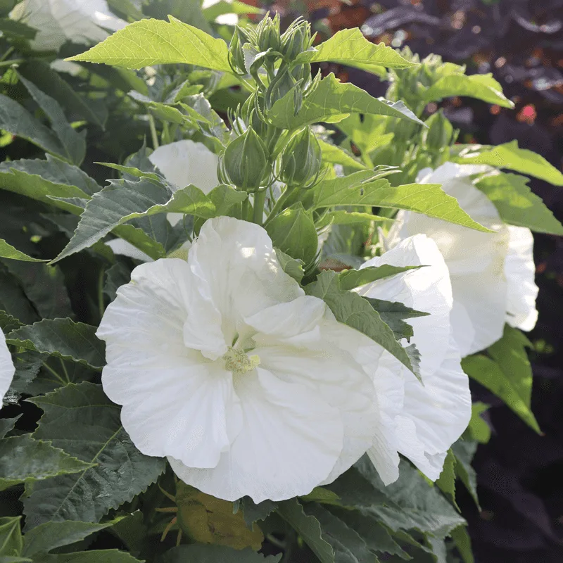 Moonlit Marshmallow Fern